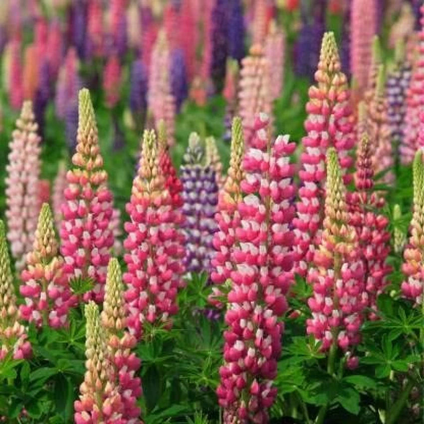 Perennial Flower Seeds for Planting - Pink 100 pcs