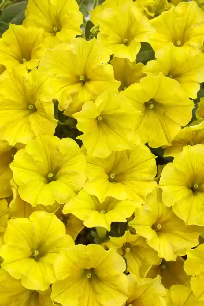 Petunia blomsterfrø til udplantning, lysegul, 100 stk