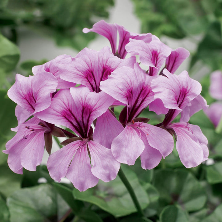 Purple Tornado Geranium Flower Seeds for Planting - 100 pcs