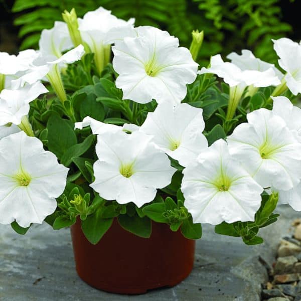 Oblique Petunia Flower Seeds for Planting - White 100 pcs