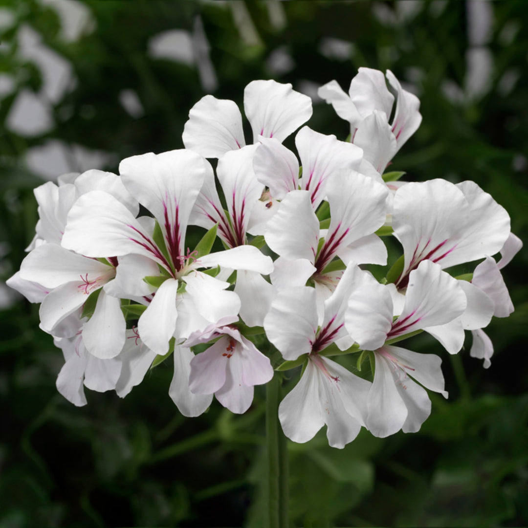 Friske Geranium Blomsterfrø til Plantning, Hvide 100 stk