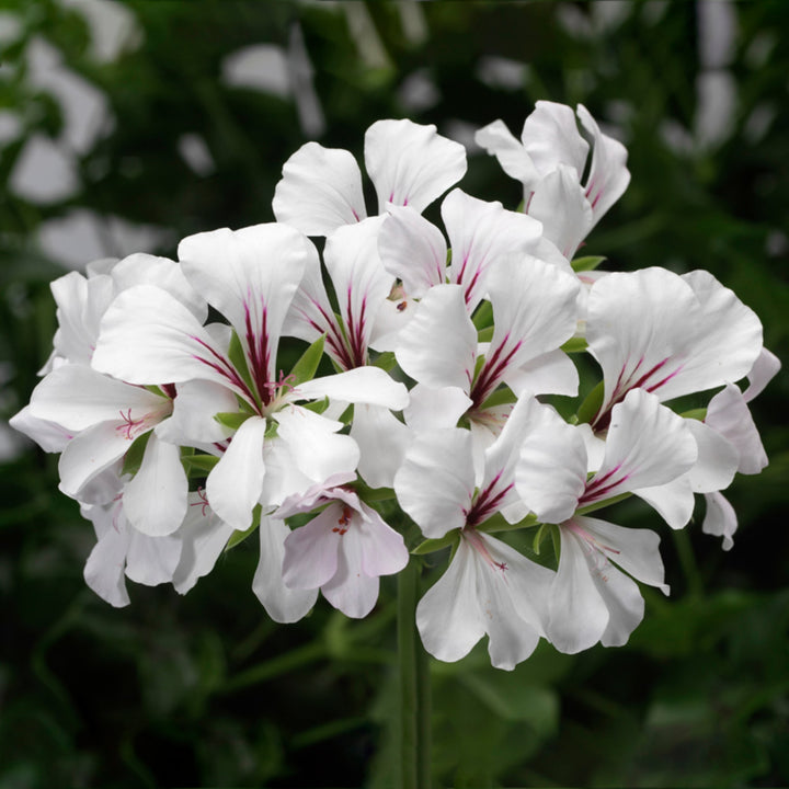 Fresh Geranium Flower Seeds for Planting, White 100 pcs