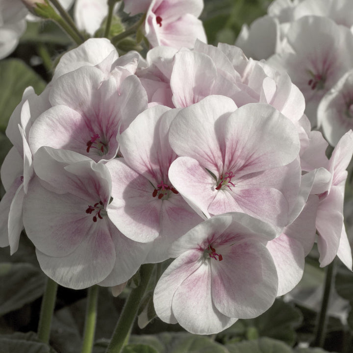 Fresh Geranium Flower Seeds for Planting, Light Pink 100 pcs