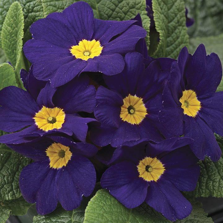 Fresh Primula Flower Seeds for Planting, Violet 100 pcs