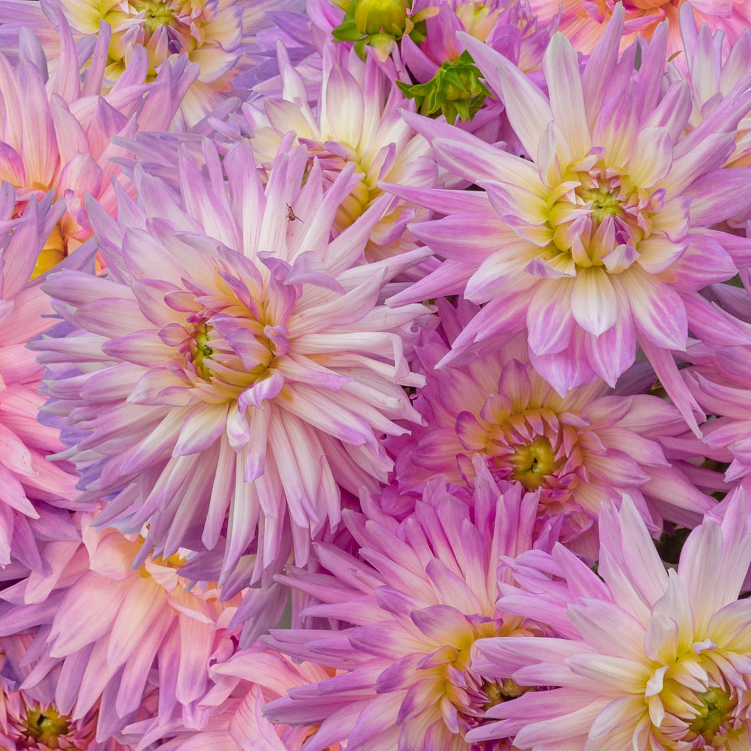 violet white flower seeds