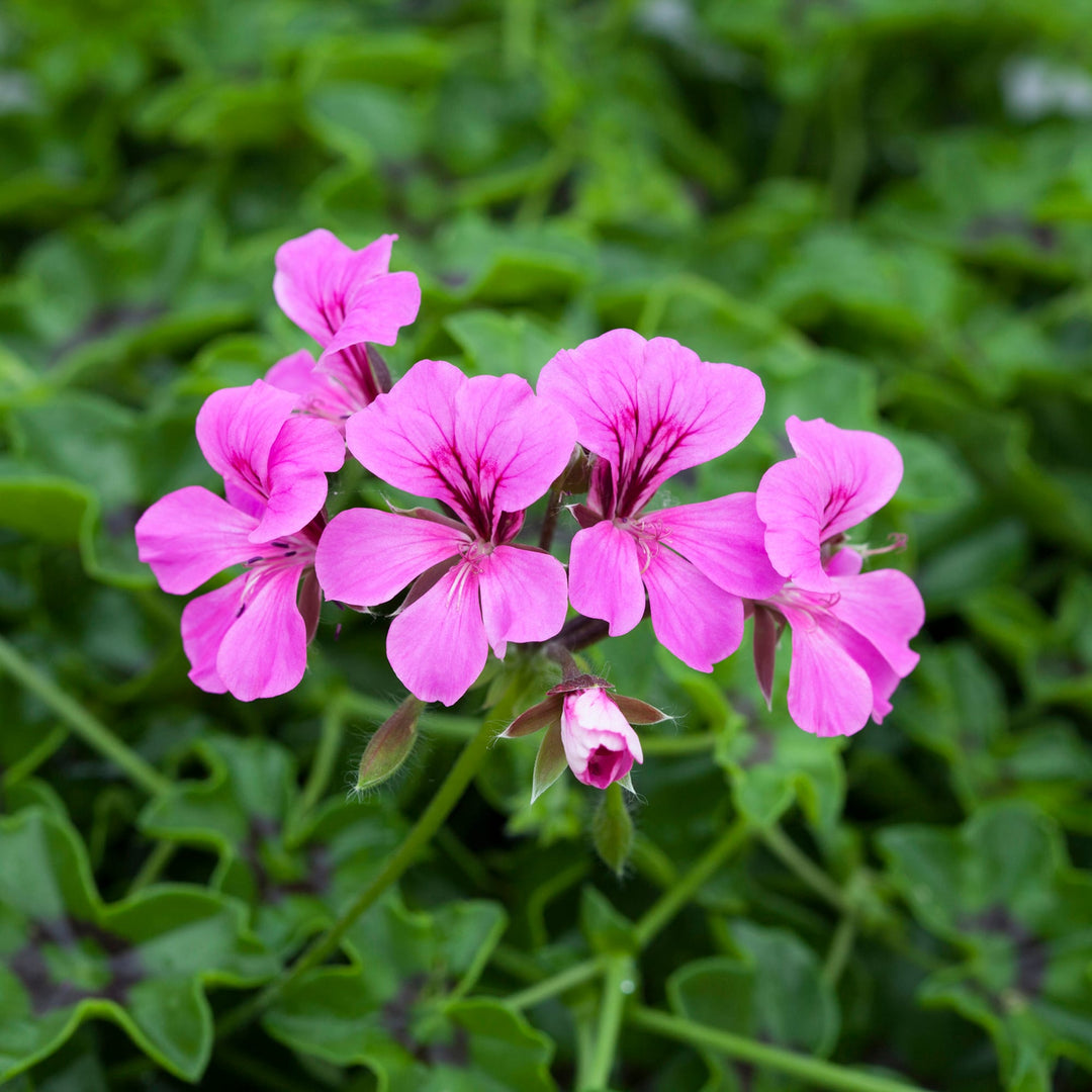 Lilla Tornado Geranium Blomsterfrø til udplantning - 100 stk