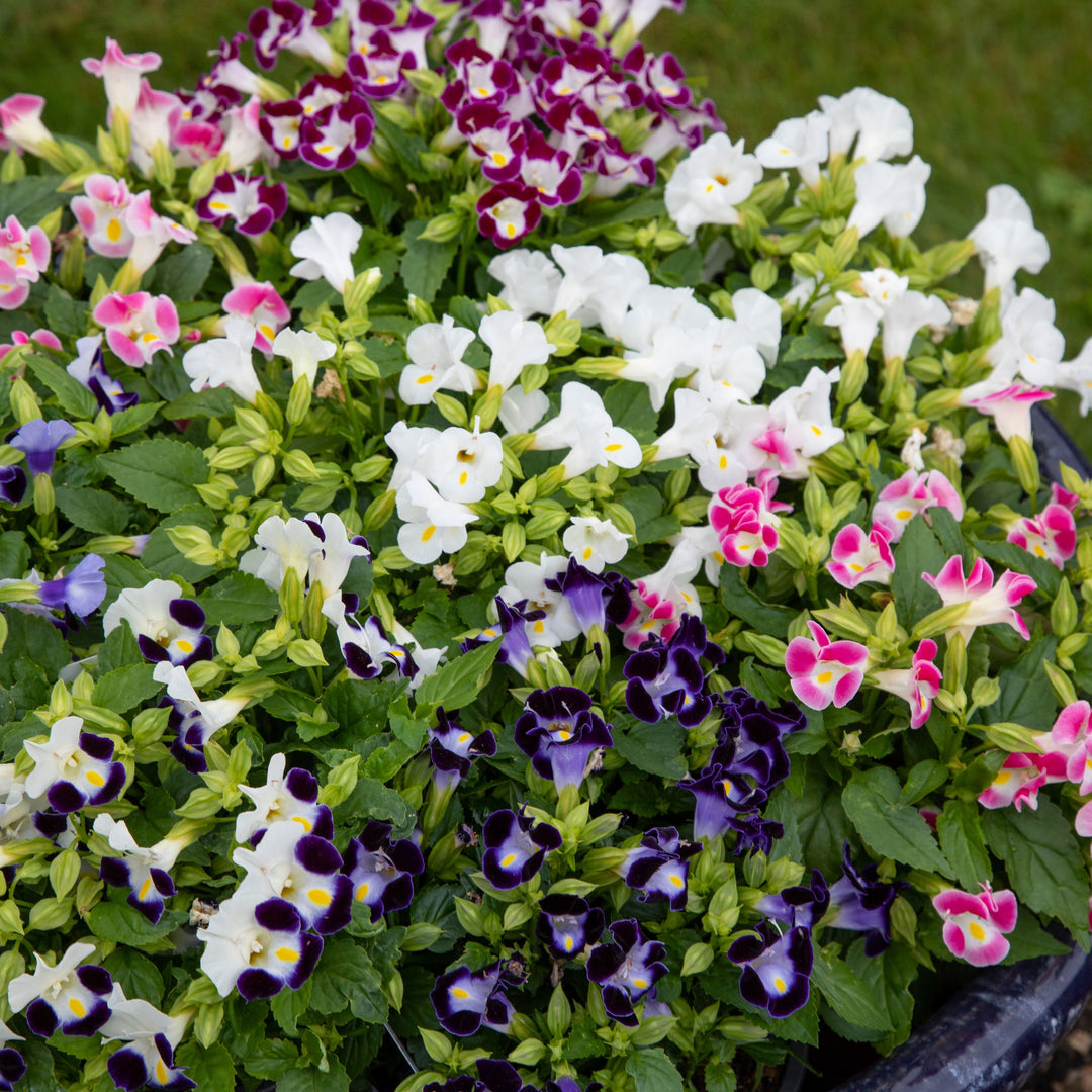 mixed wishbone flower seeds