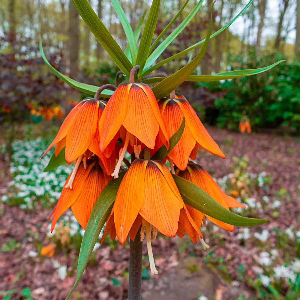 crown imperial flower seeds