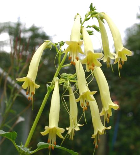 Fuchsia Blomsterfrø til Plantning Gul 100 stk