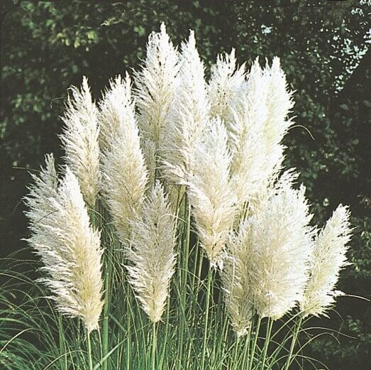 Pampas Plume White Feather Ornamental Grass Seeds,100 Pcs