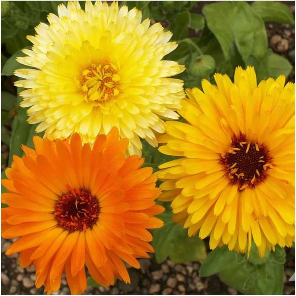 yellow scottish flower seeds