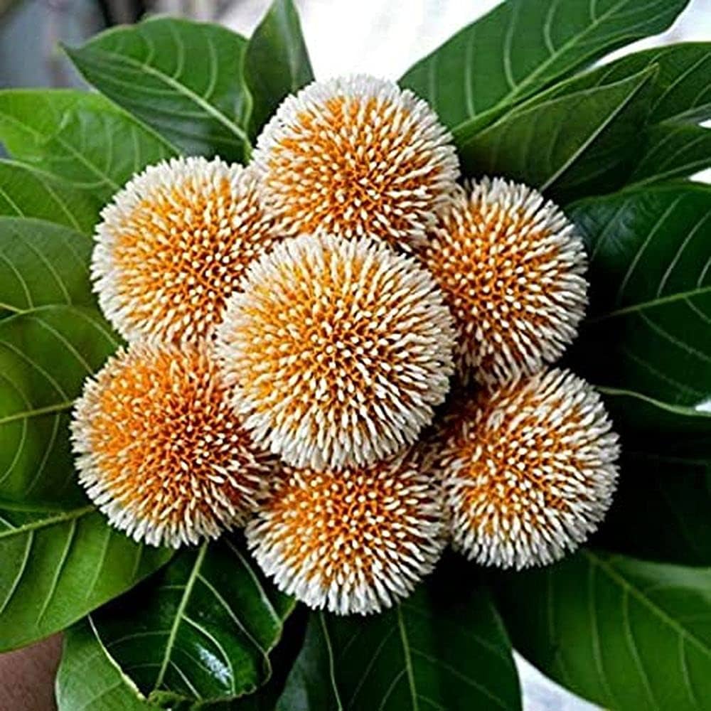parviflora plant flower seeds