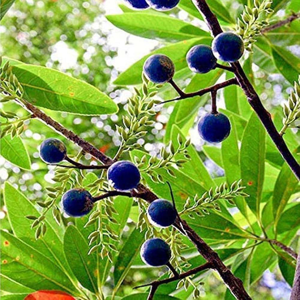 Rudraksha Fruit Seeds for Cultivating Spiritual & Medicinal Trees  100 pcs