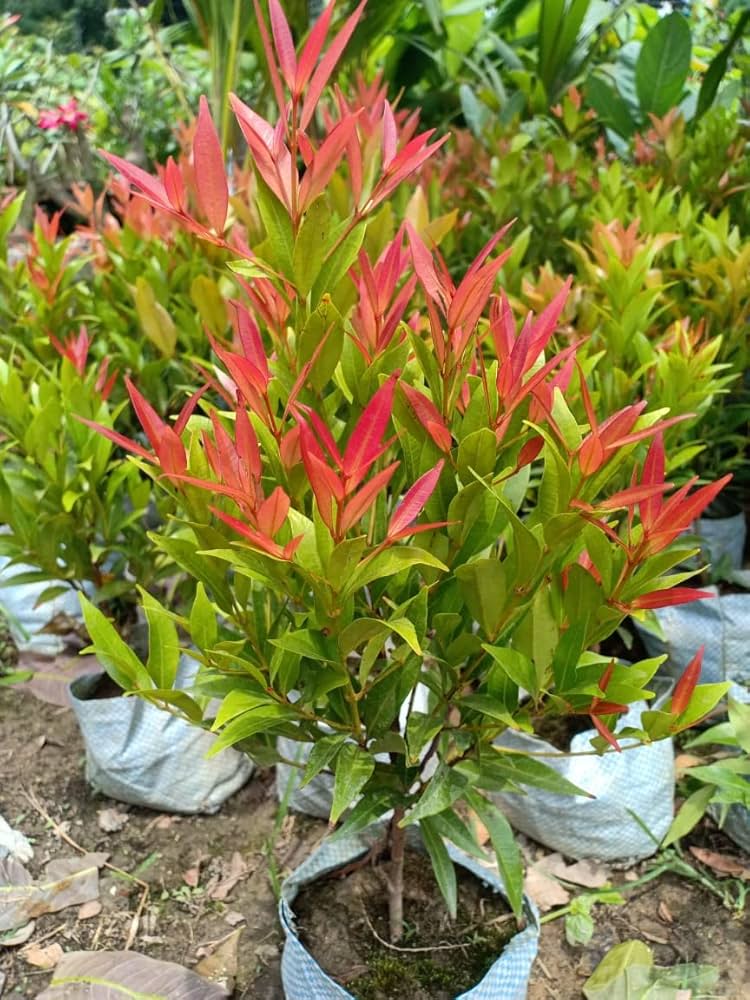 Red Photinia Robin Plant Seeds for Planting, 100 pcs