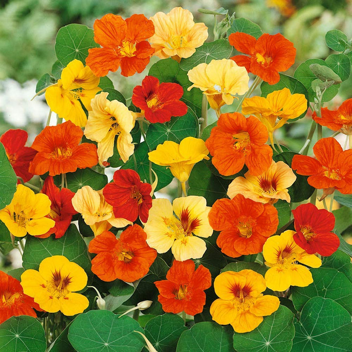 Heirloom Nasturtium Jewel Seeds – Non-GMO Flower Seeds for Planting | High Germination Organic Garden Blooms