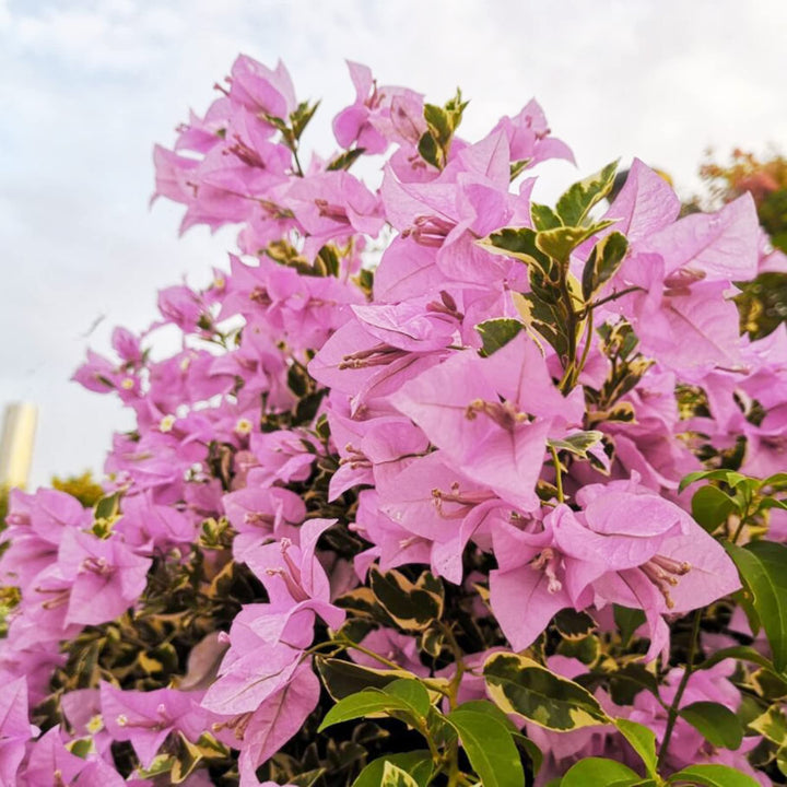 Baby Pink Bougainvillea Blomsterfrø til udplantning, 100 stk