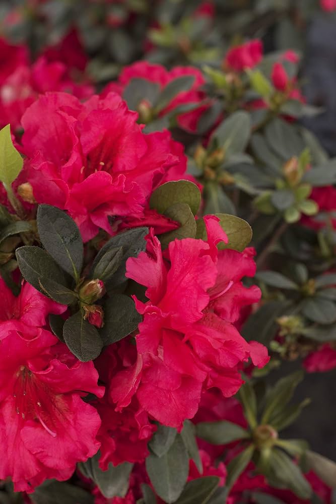 azalea rhododendron flower seeds