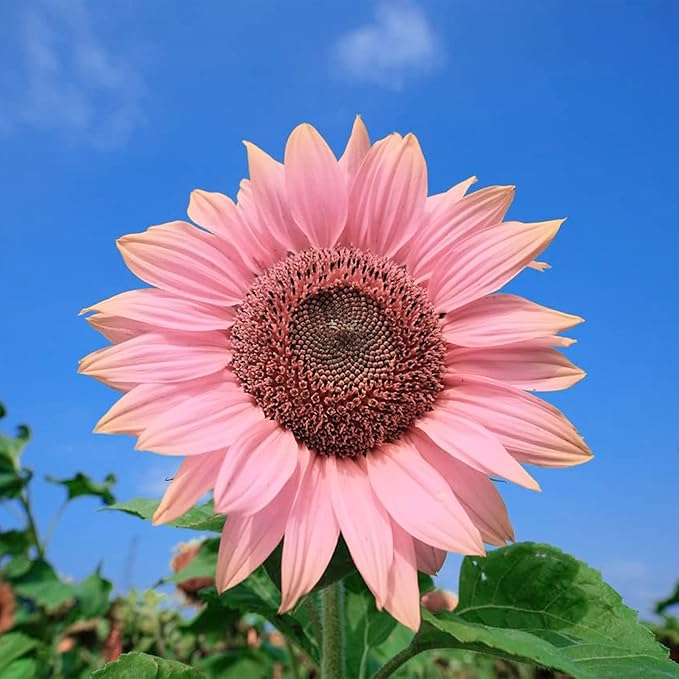 Baby Pink Sunflower Flower Seeds for Unique Gardens - 100 pcs