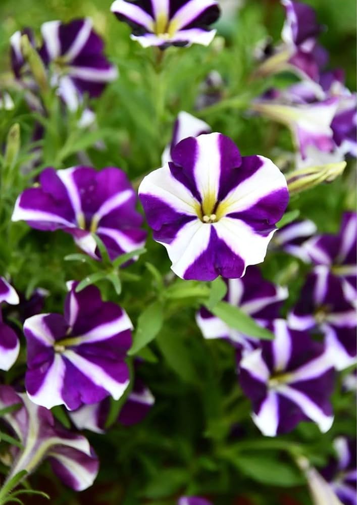 petunia petunia flower seeds