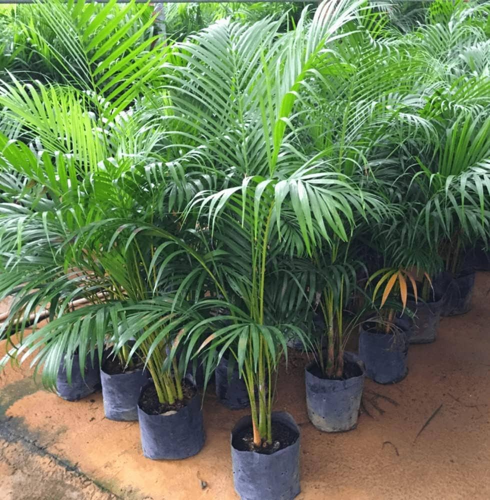 Lady Palm Green Plant Seeds for Planting 100 pcs