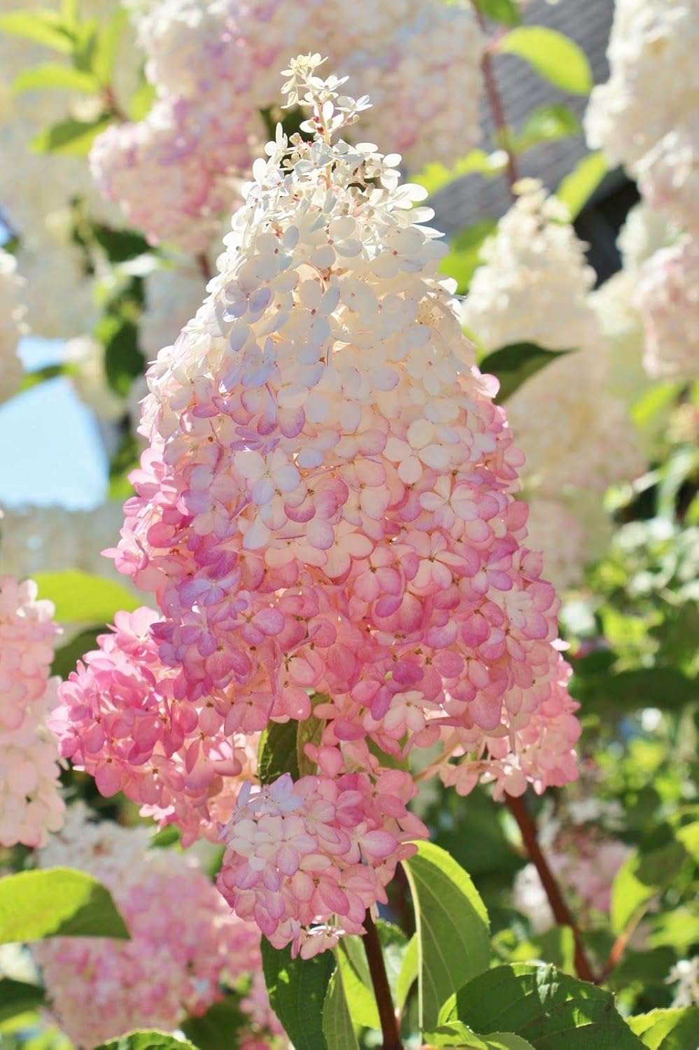 vanilla strawberry hydrangea flower seeds Vanilla Strawberry Hydrangea Seeds – Heirloom Non-GMO – Neeraseeds