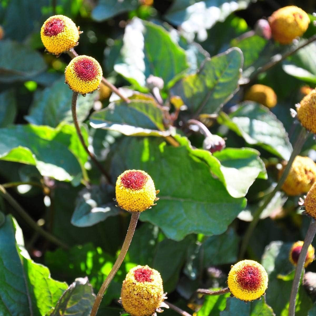 spotflower paracress flower seeds
