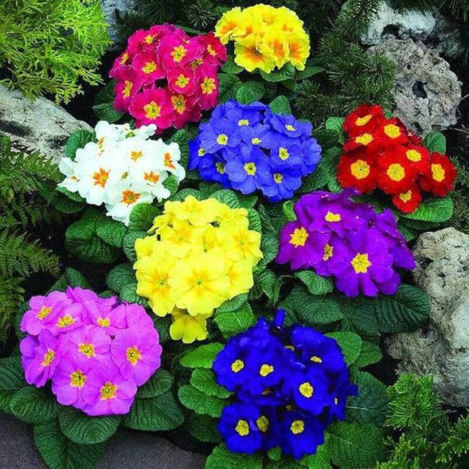 Heirloom Multi-Colored Primula Malacoides Seeds for Planting – Non-GMO, High Germination Organic Garden Seeds