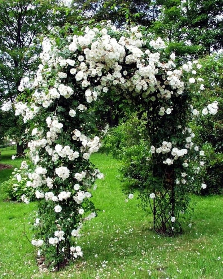 Blandede klatreroseblomstfrø Hvide til udplantning, 100 stk