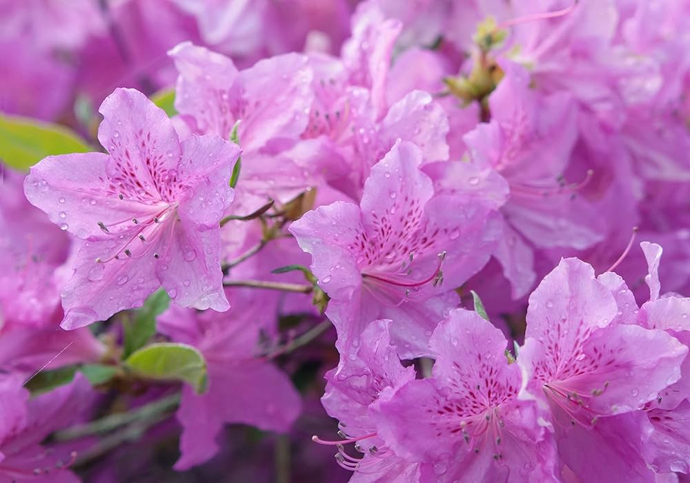 Azalea blomsterfrø til plantning, lilla, 100 stk