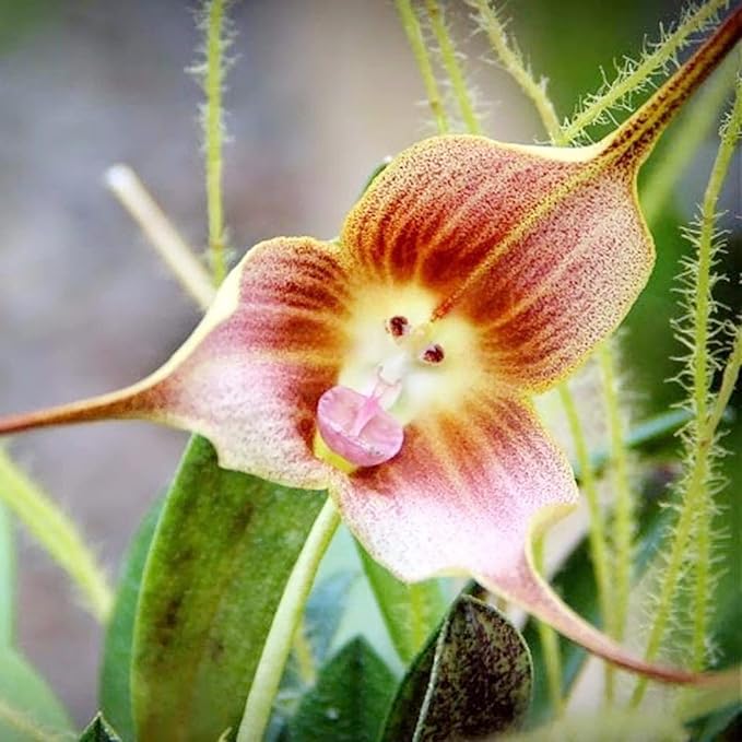 monkey plant seeds Buy Monkey Face Orchid Flower Seeds