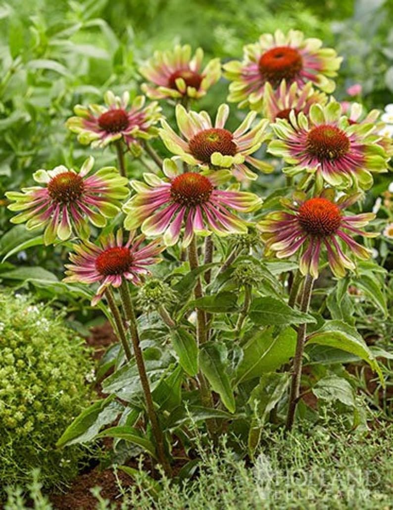 green coneflower flower seeds