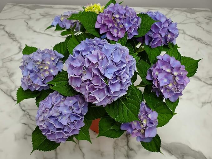 hydrangea hydrangea flower seeds