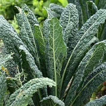 Heirloom Non-GMO Kale Seeds for Planting