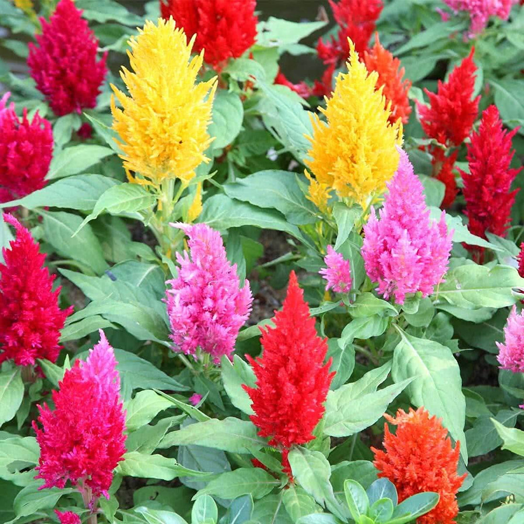 heirloom plumosa flower seeds
