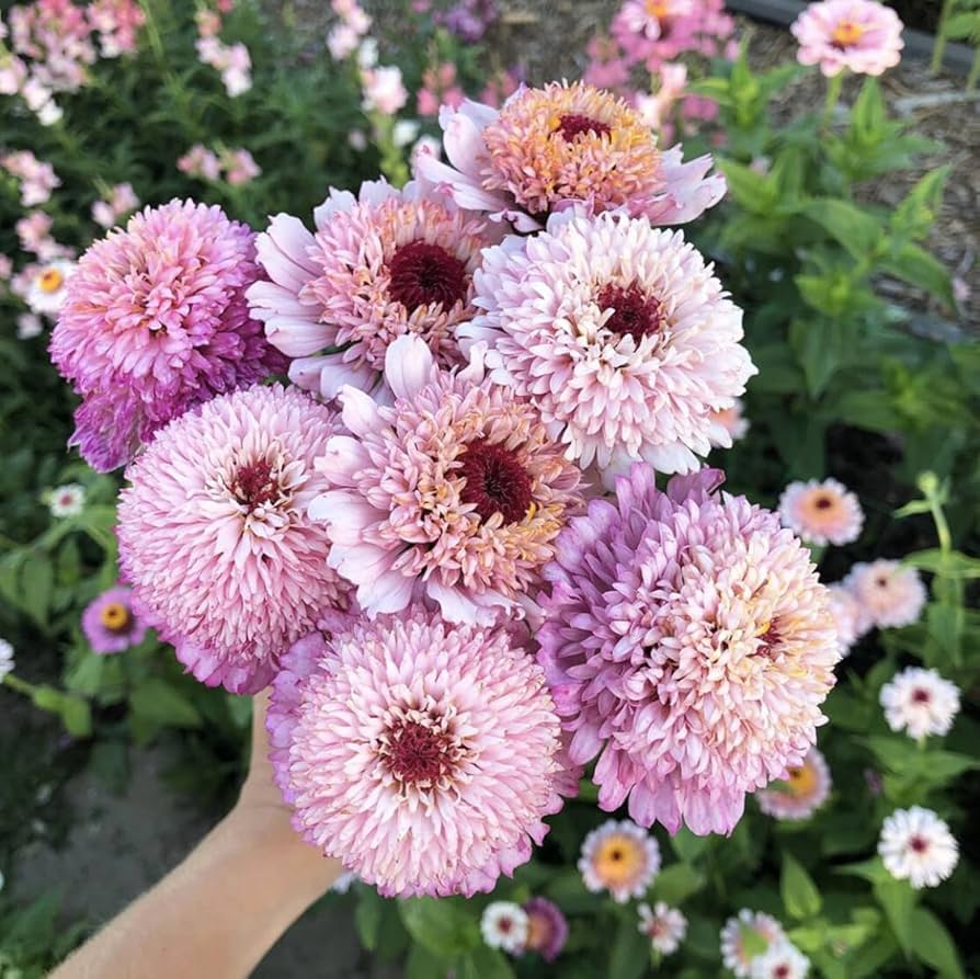 zinnia zinnia flower seeds