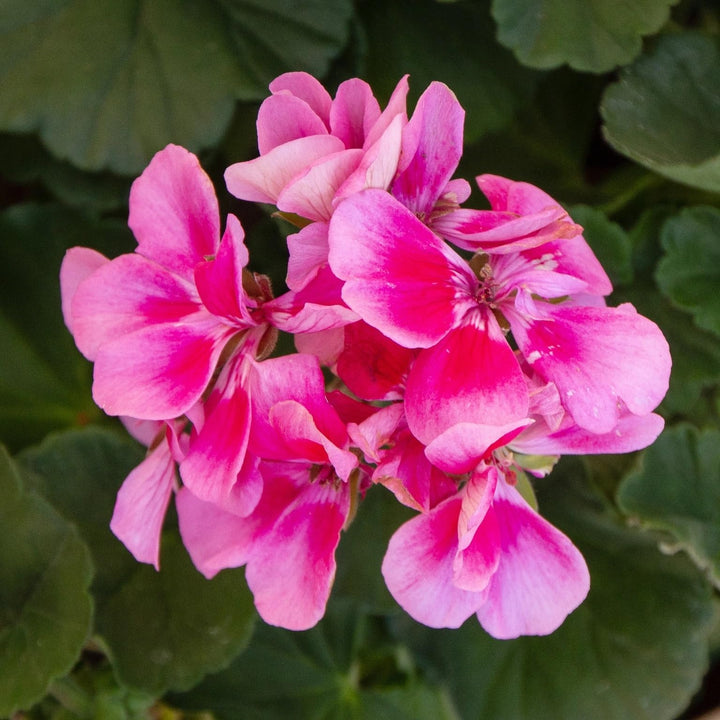 Fresh Geranium Flores Flower Seeds for Planting, Pink 100 pcs