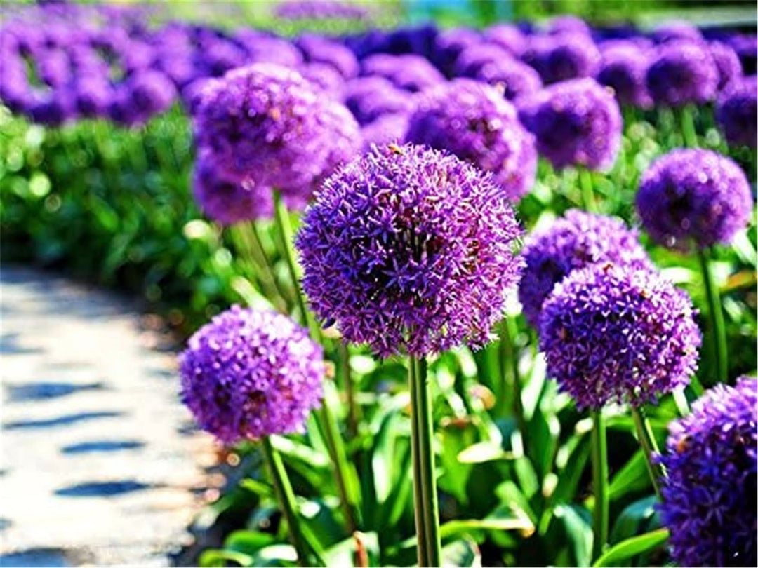 giant allium flower seeds