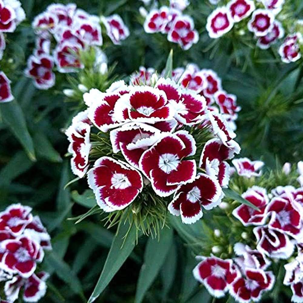 carnation dianthus flower seeds