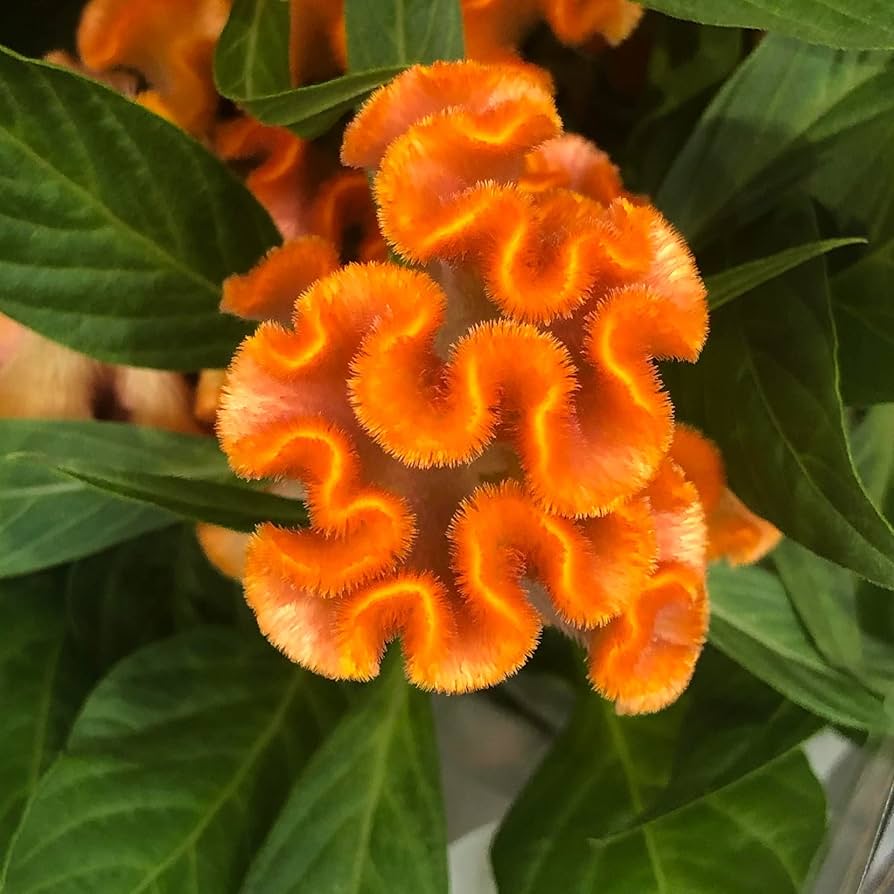 orange cockscomb flower seeds