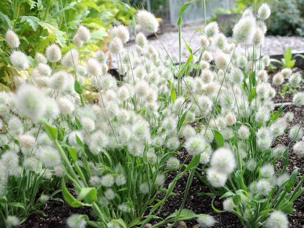 mixed rabbit flower seeds