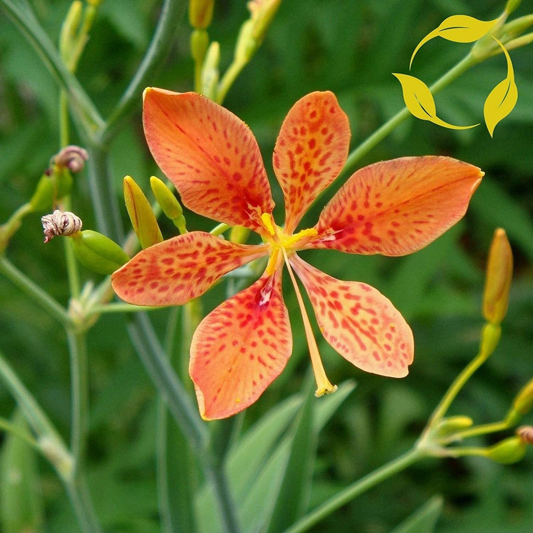 lily iris flower seeds