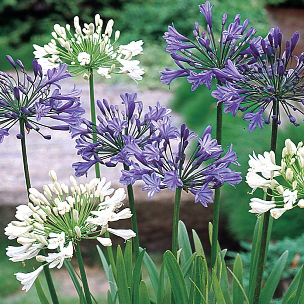 mix agapanthus flower seeds