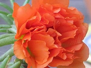 orange orange flower seeds