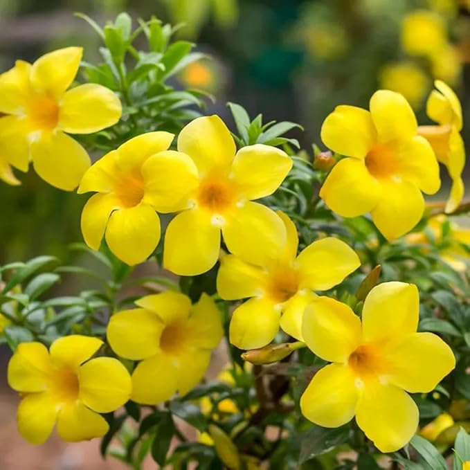 Yellow Allamanda Flower Seeds for Planting, 100 pcs