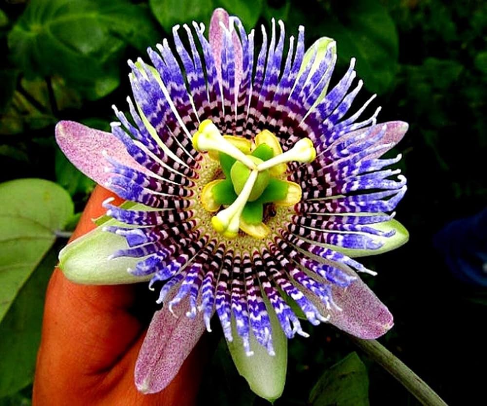 passiflora passion flower seeds