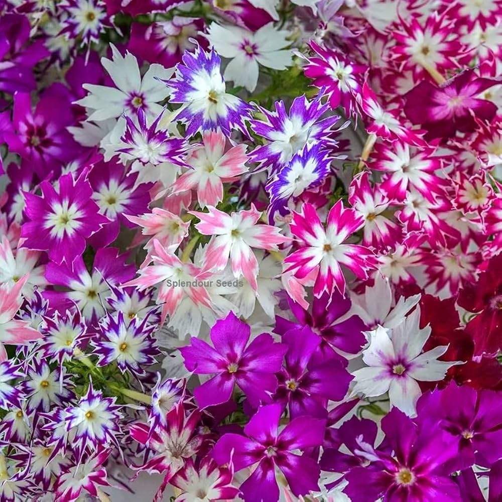 phlox twinkle flower seeds