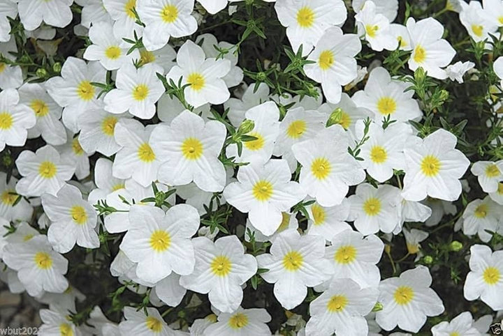 Nierembergia Flower Seeds – Heirloom, Non-GMO, High Germination Spreading Organic Garden Seeds for Planting