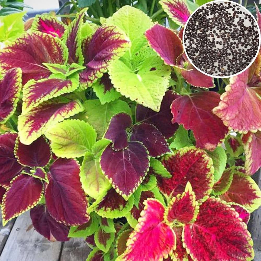 coleus super flower seeds