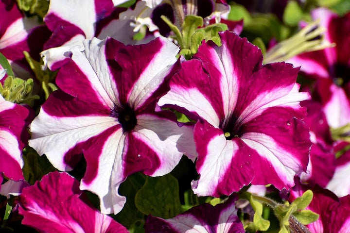 Petunia Flower Seeds for Planting Pink White 100 pcs