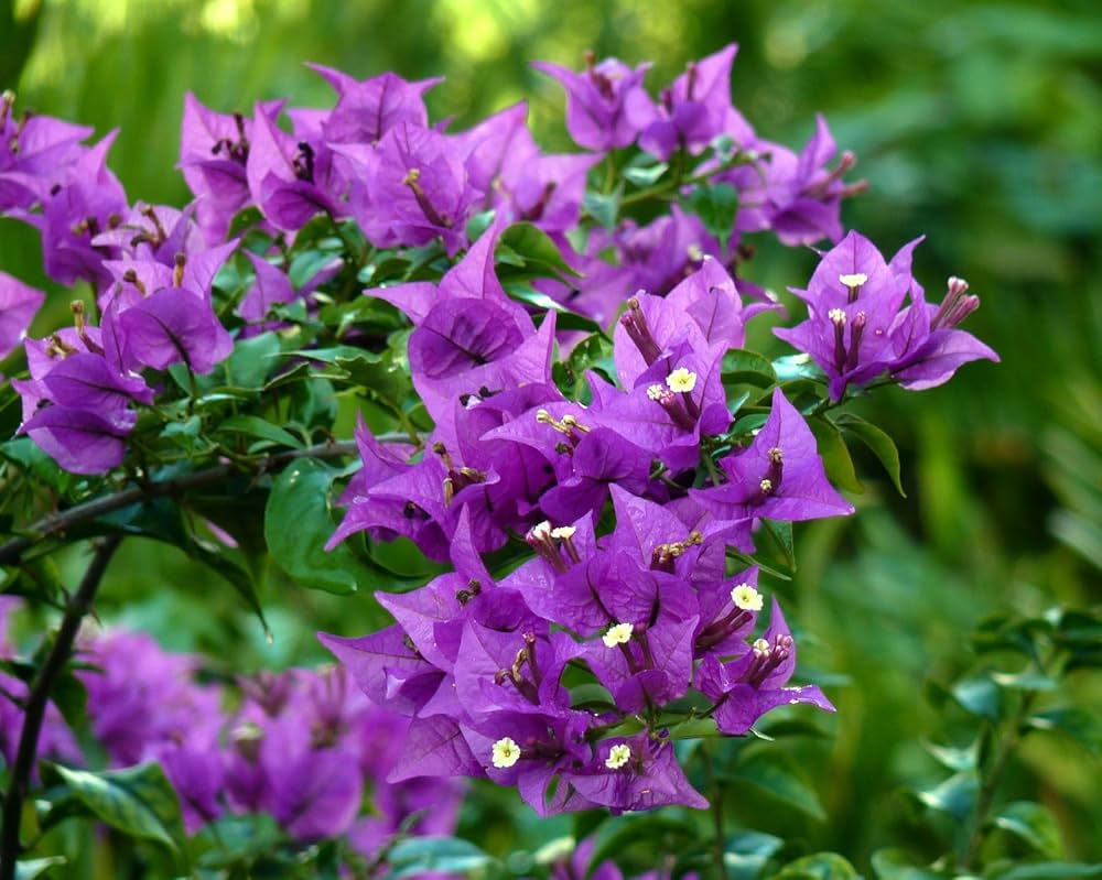 Light Purple Bougainvillea Flower Seeds for Planting - 100 pcs